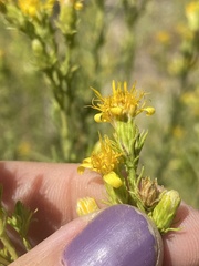 Ericameria pinifolia