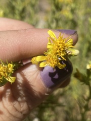 Ericameria pinifolia
