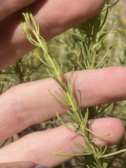 Ericameria pinifolia