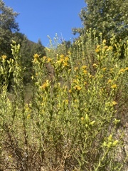 Ericameria pinifolia