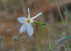 Narcissus deficiens