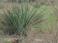 Agave vivipara