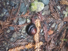 Monadenia subcarinata