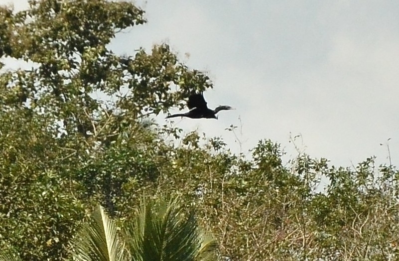 Little Cormorant
