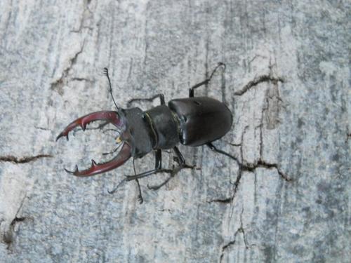 Photo of European Stag Beetle (Lucanus cervus)