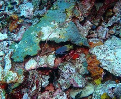 Pomacentrus nigromarginatus