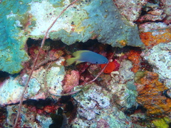 Pomacentrus nigromarginatus