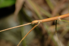 Ramulus rotundus