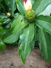 Costus pictus