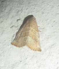 Eublemma baccatrix