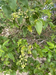 Duranta