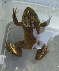 Hoplobatrachus chinensis