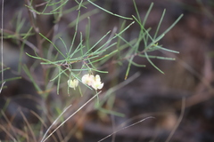 Dodonaea filifolia