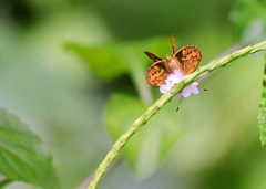 Oriens goloides