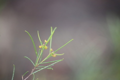 Dodonaea filifolia