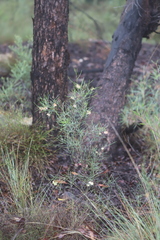Dodonaea filifolia