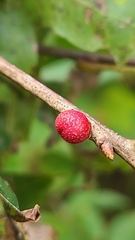 Kokkocynips imbricariae