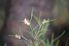 Dodonaea filifolia