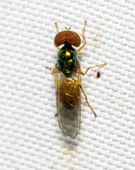 Microchrysa