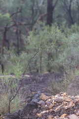 Dodonaea filifolia