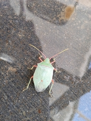 Chlorocoris