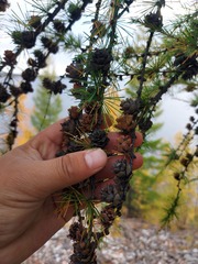 Larix gmelinii