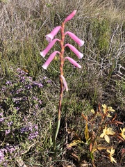 Watsonia aletroides