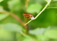 Oriens goloides