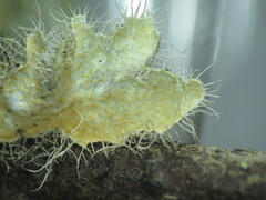 Heterodermia sorediosa