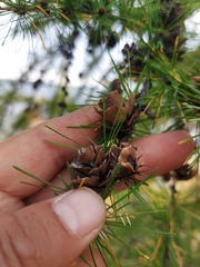 Larix gmelinii