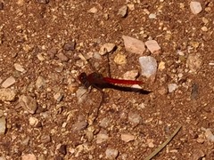 Diplacodes haematodes