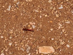 Diplacodes haematodes
