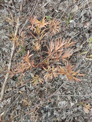 Pulsatilla dahurica