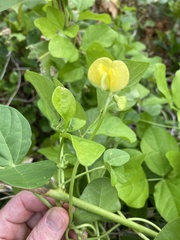 Vigna luteola