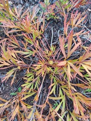 Pulsatilla dahurica