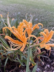 Lycoris aurea
