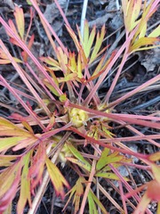 Pulsatilla dahurica