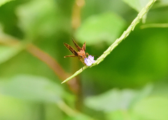 Oriens goloides