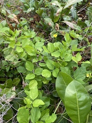 Vigna luteola