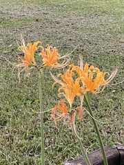 Lycoris aurea