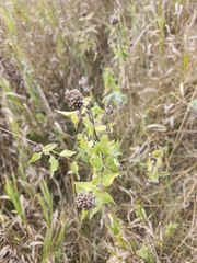 Monarda fistulosa