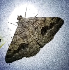 Frederickia s-signata