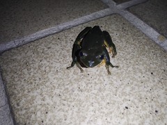 Agalychnis dacnicolor