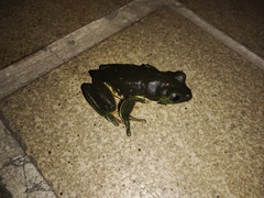 Agalychnis dacnicolor