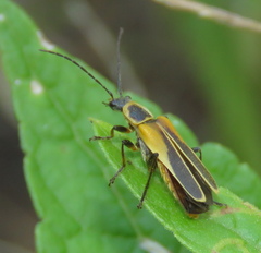 Chauliognathus opacus