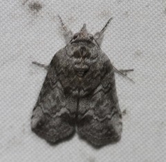 Nycteola polycyma