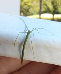 Ariamnes cylindrogaster