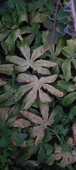 Podophyllum peltatum