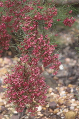 Dodonaea filifolia