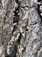 Aleurodiscus oakesii